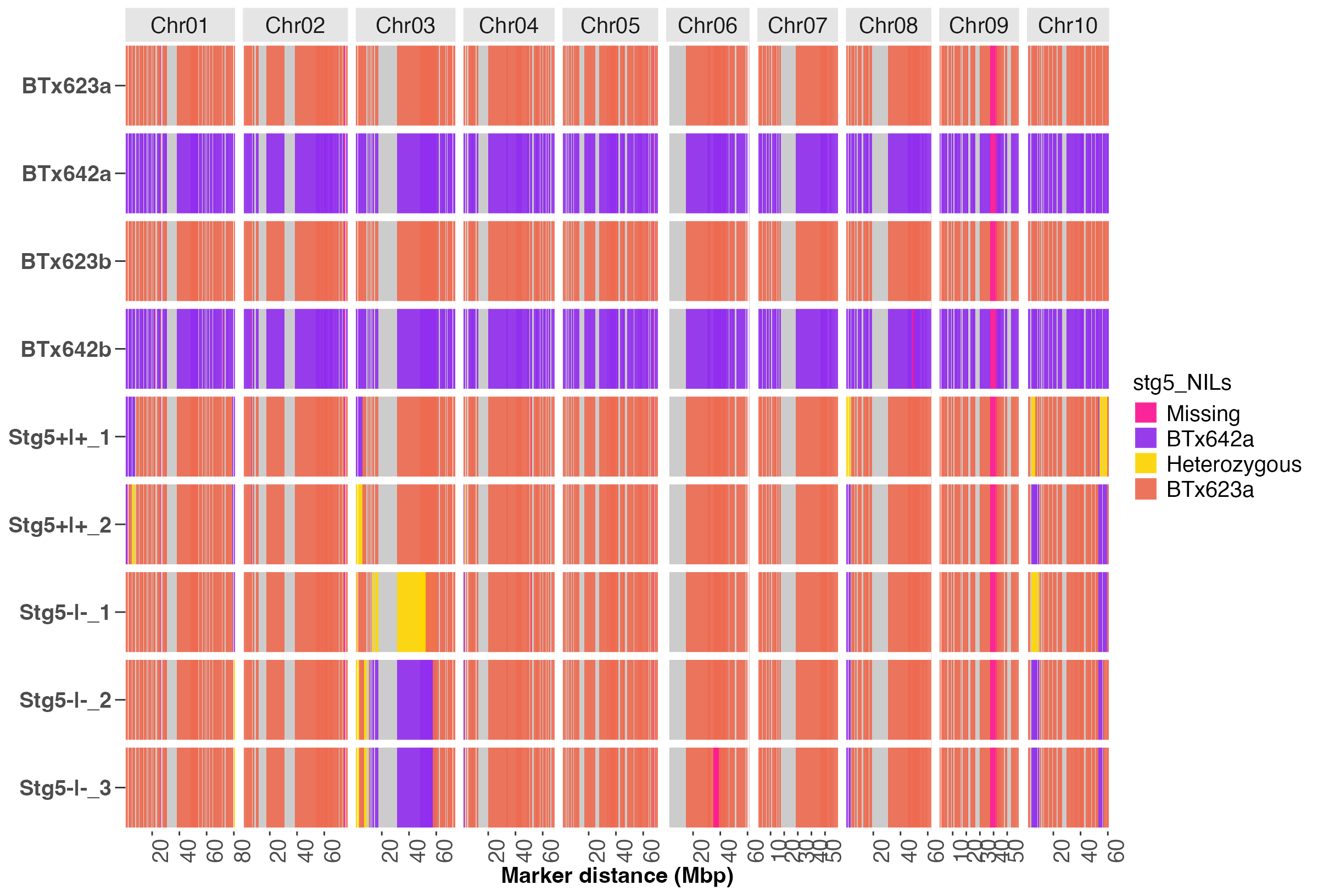 Fig. 6. A heatmap that compares the genetic background of parents and stg5 NIL progenies across all markers.